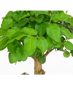 Bonsai Chinesischer Liguster - Ligustrum Sinensis, Kugelförmig, 6 Jahre -Gartenleben Verkauf 7976970 WE DE 001 BonsaiChinesischerLigusterLigustrumSinensis6JahreKugelformDehnerExpressHerzig2