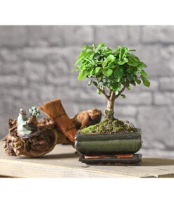 Bonsai Chinesischer Liguster - Ligustrum Sinensis, Kugelförmig, 6 Jahre -Gartenleben Verkauf 7976970 WE MO 001 BonsaiChinesischerLigusterLigustrumSinensis6JahreKugelformDehnerExpressHerzig2
