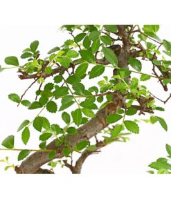 Bonsai Chinesische Ulme - Ulmus Parviflora, 8 Jahre 7 Bonsai Chinesische Ulme - Ulmus Parviflora, 8 Jahre -Gartenleben Verkauf 7976988 WE DE 001 BonsaiChinesischeUlmeUlmusParviflora8JahreDehnerExpressHerzig2