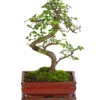 Bonsai Chinesische Ulme - Ulmus Parviflora, 8 Jahre -Gartenleben Verkauf 7976988 WE FS 001 BonsaiChinesischeUlmeUlmusParviflora8JahreDehnerExpressHerzig2