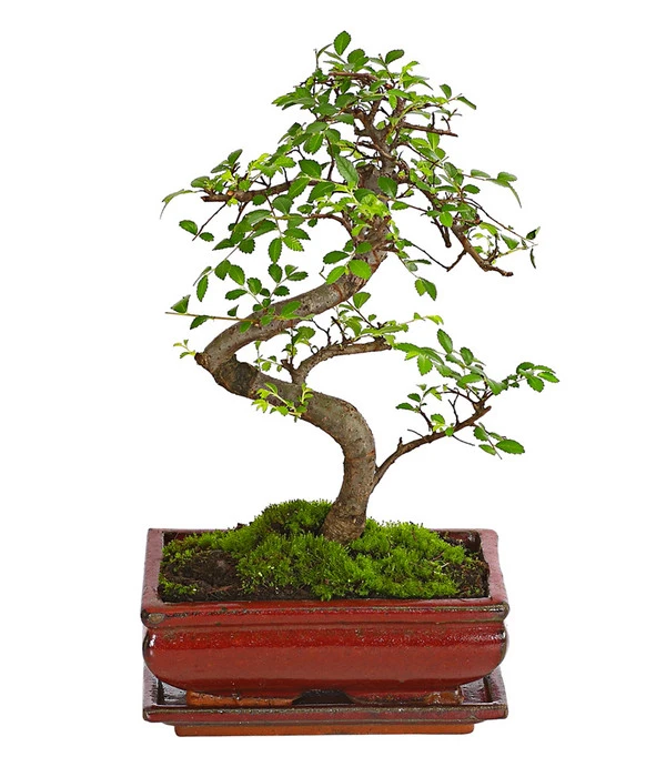 Bonsai Chinesische Ulme - Ulmus Parviflora, 8 Jahre 3 Bonsai Chinesische Ulme - Ulmus Parviflora, 8 Jahre