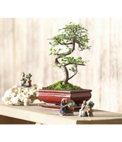 Bonsai Chinesische Ulme - Ulmus Parviflora, 8 Jahre 6 Bonsai Chinesische Ulme - Ulmus Parviflora, 8 Jahre -Gartenleben Verkauf 7976988 WE MO 001 BonsaiChinesischeUlmeUlmusParviflora8JahreDehnerExpressHerzig2