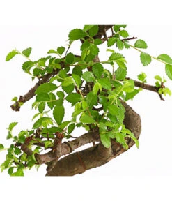 Bonsai Chinesische Ulme - Ulmus Parviflora, Anfänger-Set -Gartenleben Verkauf 7977085 WE DE 001 GeschenksetBonsaiChinesischeUlmeUlmusParviflora6JahreDehnerExpressHerzig
