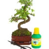 Bonsai Chinesische Ulme - Ulmus Parviflora, Anfänger-Set 2 Bonsai Chinesische Ulme - Ulmus Parviflora, Anfänger-Set -Gartenleben Verkauf 7977085 WE FS 001 GeschenksetBonsaiChinesischeUlmeUlmusParviflora6JahreDehnerExpressHerzig