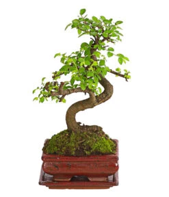 Bonsai Chinesische Ulme - Ulmus Parviflora, Anfänger-Set -Gartenleben Verkauf 7977085 WE FS 002 GeschenksetBonsaiChinesischeUlmeUlmusParviflora6JahreDehnerExpressHerzig