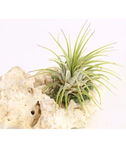 Tillandsien-Arrangement Auf Sansibar Rock - Tillandsia Hybride, 2-teilig -Gartenleben Verkauf 7977614 WE DE 001 TIllandsienAufSansibarRockS1PflanzeDehnerExpressHerzig
