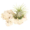 Tillandsien-Arrangement Auf Sansibar Rock - Tillandsia Hybride, 2-teilig -Gartenleben Verkauf 7977614 WE FS 001 TIllandsienAufSansibarRockS1PflanzeDehnerExpressHerzig