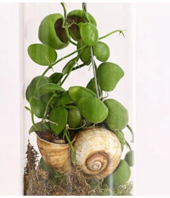 Schneckenhauspflanze Im Glas - Dischidia Pectinoides 'Snaily' 7 Schneckenhauspflanze Im Glas - Dischidia Pectinoides 'Snaily' -Gartenleben Verkauf 7977796 PR DE 001 SnailyDischidiaPectenoidesSchneckenhauspflanzeImAcrylglasDehnerExpressHerzig