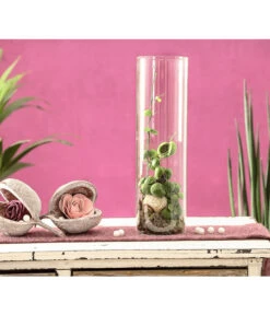 Schneckenhauspflanze Im Glas - Dischidia Pectinoides 'Snaily' 6 Schneckenhauspflanze Im Glas - Dischidia Pectinoides 'Snaily' -Gartenleben Verkauf 7977796 PR MO 001 SnailyDischidiaPectenoidesSchneckenhauspflanzeImAcrylglasDehnerExpressHerzig