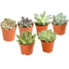 Echeverien-Set - Echeveria, Verschiedene Sorten -Gartenleben Verkauf 7978117 PR FS Mix EcheverieSukkulenten6erSetT6DehnerExpressHerzig