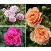 Rosen-Set Dufterlebnis, Pink/lavendel/apricot, 3-teilig 1 Rosen-Set Dufterlebnis, Pink/lavendel/apricot, 3-teilig -Gartenleben Verkauf 7978141 PR MO 001 RosenpaketDufterlebnisTantau