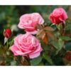 Nostalgie®-Edelrose 'Wildberry®' -Gartenleben Verkauf 7978299 PR DE 001 RoseWildberryTantau