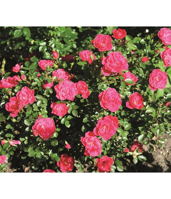 Zwergrose 'Hobby®' 3 Zwergrose 'Hobby®'