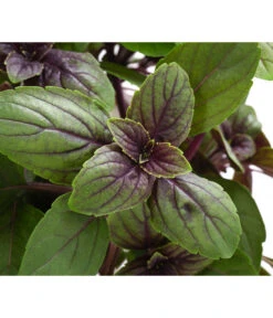 Dehner Gourmet Garten Strauchbasilikum 'Magic Blue' -Gartenleben Verkauf 8001869 WE DE 001 GourmetGartenBasilikumMagicBlue