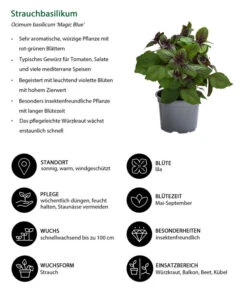 Dehner Gourmet Garten Strauchbasilikum 'Magic Blue' -Gartenleben Verkauf 8001869 WE IG 001 Strauchbasilikum