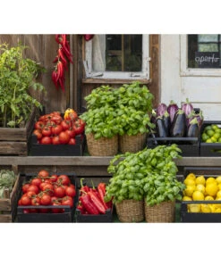 Tomate 'Garance' -Gartenleben Verkauf 8002578 WE MO 001 BellaItaliaTomatePaprikaBasilikum2021GC04