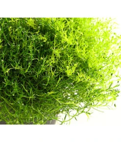 Sternmoos-Duo 9 Sternmoos-Duo -Gartenleben Verkauf 8007429 PR DE 001 SternmoosSaginaTwinT13DehnerExpressHerzig