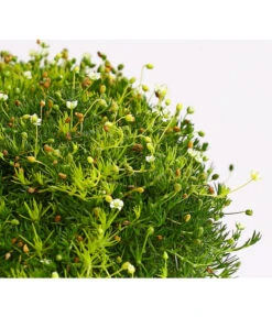 Sternmoos-Duo 8 Sternmoos-Duo -Gartenleben Verkauf 8007429 WE DE 001 SaginaDehnerExpressHerzig