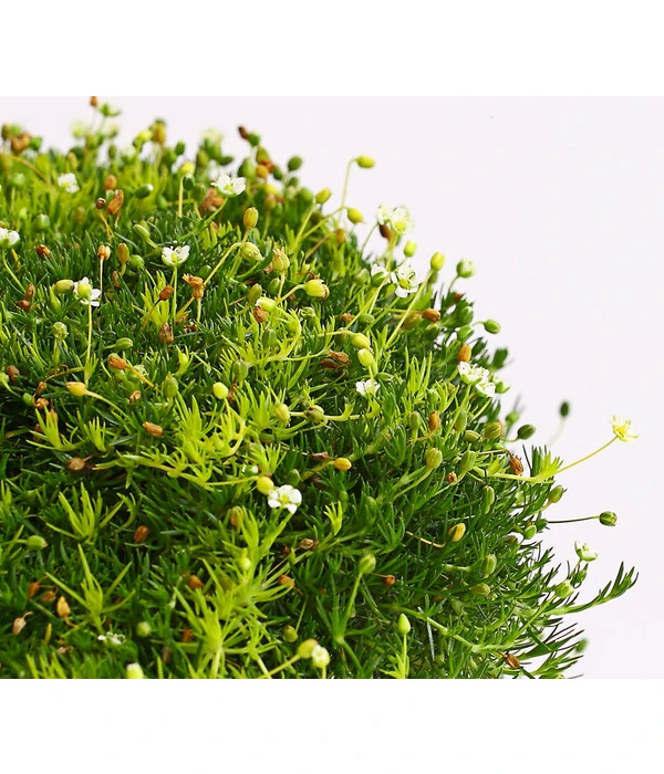 Sternmoos-Duo 5 Sternmoos-Duo – Bild 3