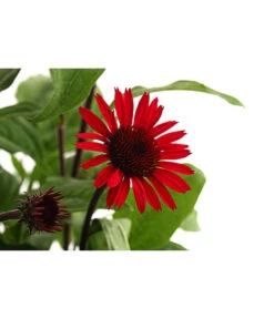 Sonnenhut -Gartenleben Verkauf 8012619 WE DE 001 RoterSonnenhutEchinaceaPurpureaT19