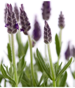 Schopf-Lavendel 19 Schopf-Lavendel -Gartenleben Verkauf 8017014 WE DE 001 LavendelSchopflavendelLavandulaStoechasT13DehnerExpressZS