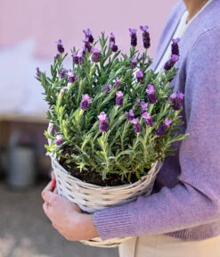 Schopf-Lavendel 17 Schopf-Lavendel -Gartenleben Verkauf 8017014 WE MO 001 LavendelKorb