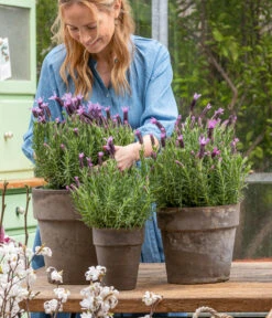 Schopf-Lavendel 16 Schopf-Lavendel -Gartenleben Verkauf 8017014 WE MO 001 SchopfLavendelStoechas