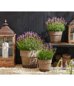 Schopf-Lavendel 14 Schopf-Lavendel -Gartenleben Verkauf 8017014 WE MO 001 Schopflavendel