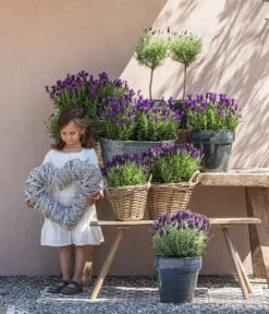 Schopf-Lavendel 15 Schopf-Lavendel -Gartenleben Verkauf 8017089 8017014 8017105 8017147 8072852 3679602 3679727 3679735 WE MO 001 SchopfLavendel