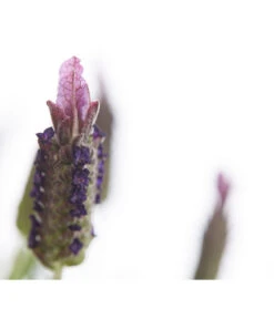 Schopf-Lavendel 18 Schopf-Lavendel -Gartenleben Verkauf 8017089 PR DE 001 LavendelStoechasLavandulaStoechasT18DehnerExpressHerzig