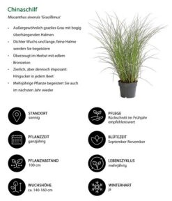 Chinaschilf 'Gracillimus' -Gartenleben Verkauf 8020455 WE IG 001 Chinaschilf