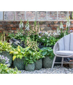 Weißrand-Funkie 'Patriot' -Gartenleben Verkauf 8028466 WE MO 001 Anemone