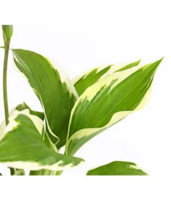 Weißrand-Funkie 'Patriot' -Gartenleben Verkauf 8029241 PR DE 001 HostaFunkiePatriotDehnerExpressHerzig