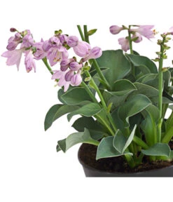 Funkie 'Blue Mouse Ears' -Gartenleben Verkauf 8029332 WE DE 001 HostaBlueMouseEarsDehnerExpressHerzig