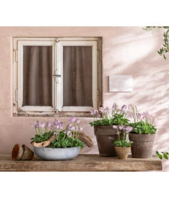 Funkie 'Blue Mouse Ears' -Gartenleben Verkauf 8029332 WE MO 001 FunkieBlueMouseEars BestOffHosta 2021 Head