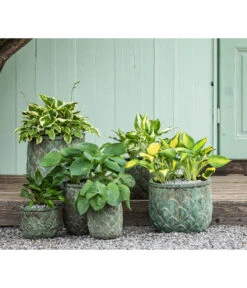 Weißrand-Funkie 'Patriot' -Gartenleben Verkauf 8029373 8029241 8029522 8015836 8033854 8015760 WE MO 001 HostaPatriotSchattengarten