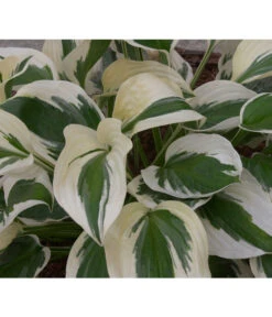 Weißrand-Funkie 'Patriot' -Gartenleben Verkauf 8029522 PR DE 002 HostaPatriotAllgreen