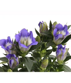 Herbstenzian -Gartenleben Verkauf 8034910 PR DE 001 GentianaEnzianBlauT10RetDehnerExpressHerzig