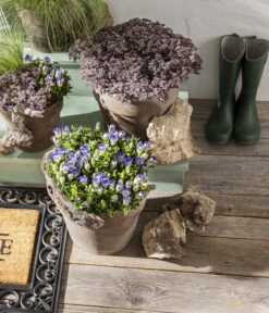 Herbstenzian -Gartenleben Verkauf 8034910 PR MO 001 GentianaEnzian2021GC15