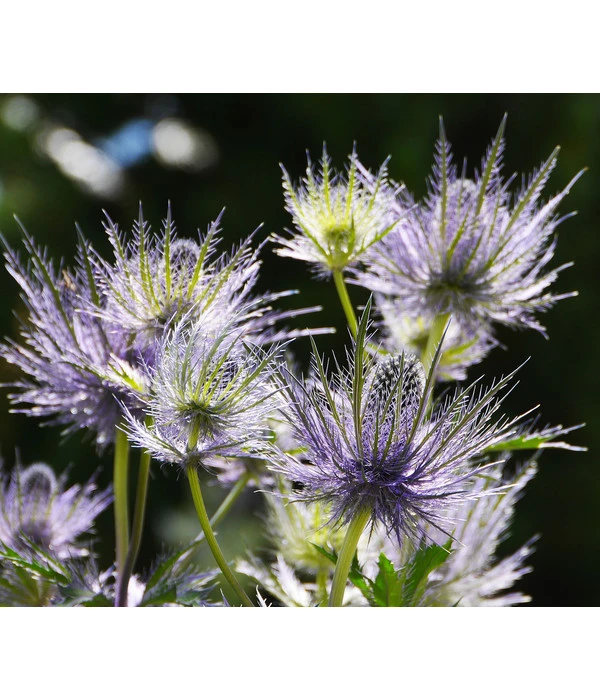 Alpen-Mannstreu 'Big Blue' 3 Alpen-Mannstreu 'Big Blue'