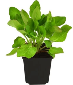 Alpen-Mannstreu 'Big Blue' 5 Alpen-Mannstreu 'Big Blue' -Gartenleben Verkauf 8040974 PR FS 001 ErynigumAlpinumBlueStarAlpenMannstreuDistelT9DehnerExpressHerzig