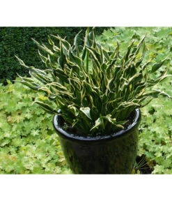 Funkie 'Hands Up' 6 Funkie 'Hands Up' -Gartenleben Verkauf 8041303 PR MO 001 HostaFunkieHandsUpAGREt