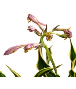 Funkie 'Hands Up' 7 Funkie 'Hands Up' -Gartenleben Verkauf 8041303 WE DE 001 HostaFunkieHandsUpT13