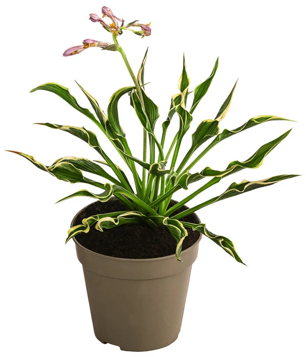 Funkie 'Hands Up' 3 Funkie 'Hands Up'