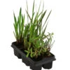 Wasserpflanzen-Set Blütenparadies, Verschiedene Sorten, 6er-Schale -Gartenleben Verkauf 8048258 WE FS 001 WasserpflanzenBluehpflanzen6er