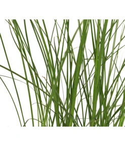 Chinaschilf 'Gracillimus' -Gartenleben Verkauf 8049066 WE DE 005 MiscanthusSinensisCracillimusChinaschilfT14