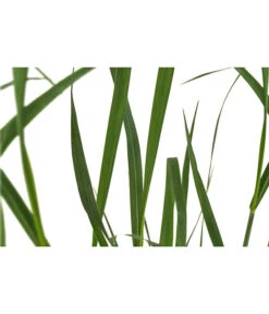 Rutenhirse 'Prairie Sky' -Gartenleben Verkauf 8049116 PR DE 001 PanicumVirgatumPrairieSkyRutenhirseT14DehnerExpressHerzig