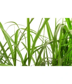 Riesen-Chinaschilf In Pflanztasche, Ca. B100 Cm -Gartenleben Verkauf 8050239 WE DE 001 BigBagSichtschutzGraeserChinaschilfGingantheus 1