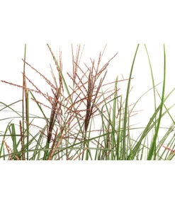 Chinaschilf 'Ferner Osten' In Pflanztasche, Ca. B100 Cm -Gartenleben Verkauf 8050270 WE DE 001 BigBagSichtschutzChinaschilfKleineSilberspinne