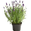 Lavendel -Gartenleben Verkauf 8092108 PR FS 001 LavandulaAngustifoliaLavendelT13DehnerExpressHerzig